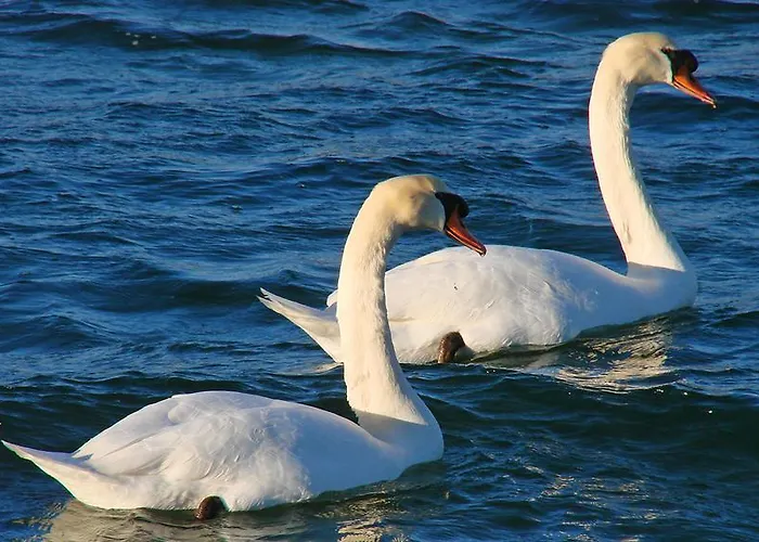 Maslina Apartament Gornji Karin