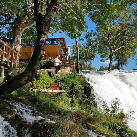 Maslina * ゴルニ・カリン